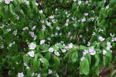 Mespilus germanica - mišpule německá - kvetoucí větve
